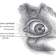 Image for article titled 10 Vestigial Traits You Didn't Know You Had